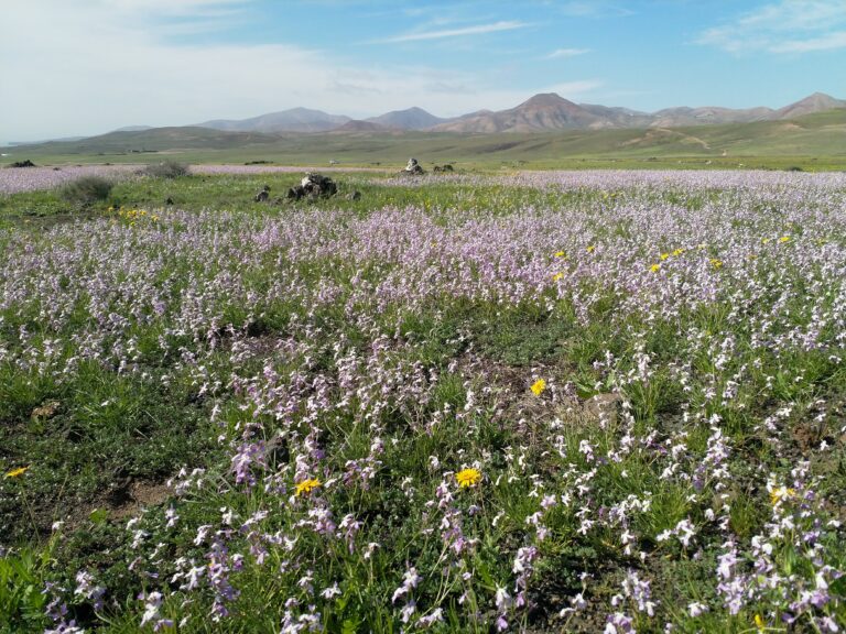 lanzarote flower field