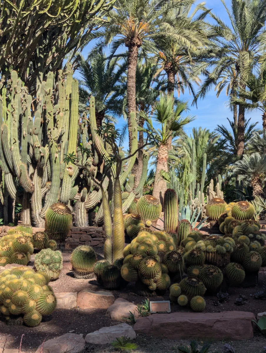 a huge cactus in Elche Palm Grove
